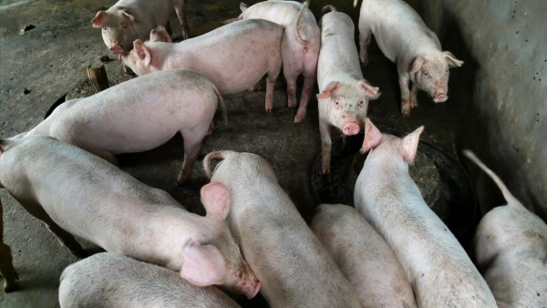 欧皇证券 跌猛了, 猪价下跌“势如破竹”! 附: 9月9日猪价