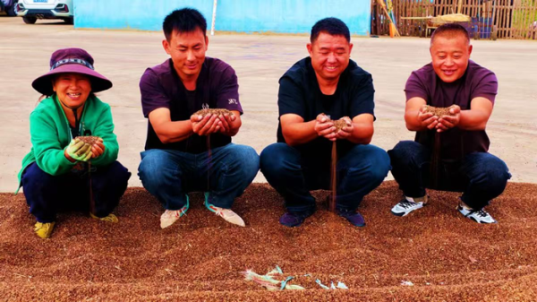 金配资 “荞麦之都”丰收了